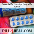 Cápsula De Hormiga Negra De África 40